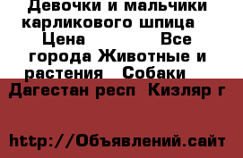 Девочки и мальчики карликового шпица  › Цена ­ 20 000 - Все города Животные и растения » Собаки   . Дагестан респ.,Кизляр г.